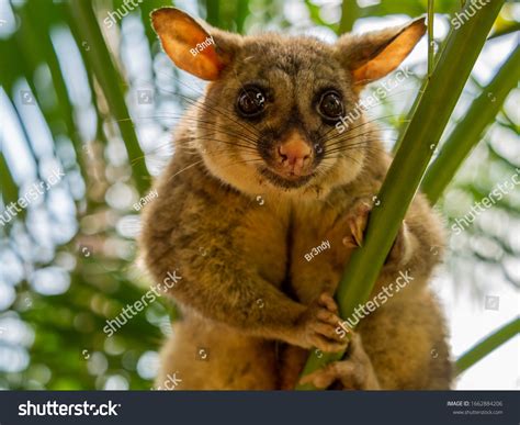Australian Possum Cute