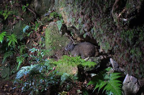 Nippon.com on Tumblr — The Amami rabbit is native to the islands of ...