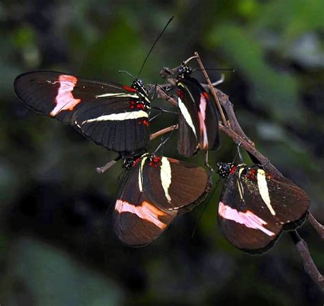 Heliconius Erato Phyllis From Estado De Israel S N San Miguel De