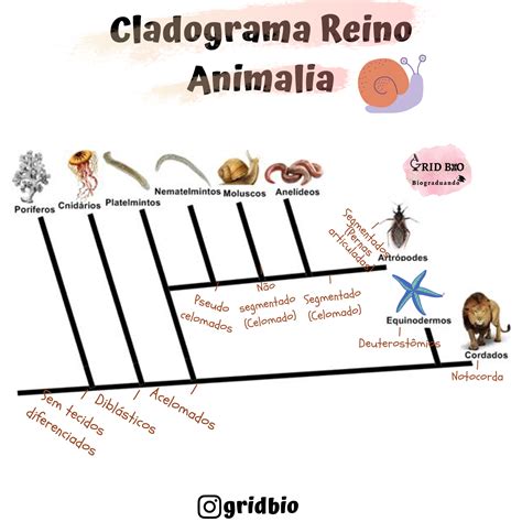 Cladograma Reino Animal - Principais Filos Do Reino Animal – OBBI