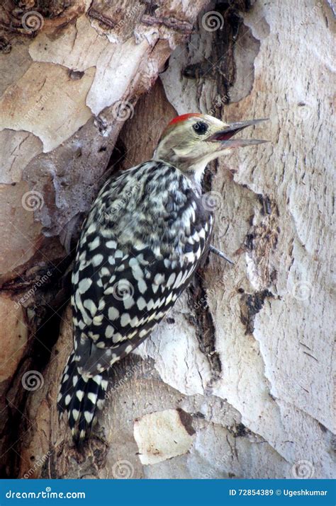 Red Crowned Woodpecker On Dry Bamboo Royalty Free Stock Photography