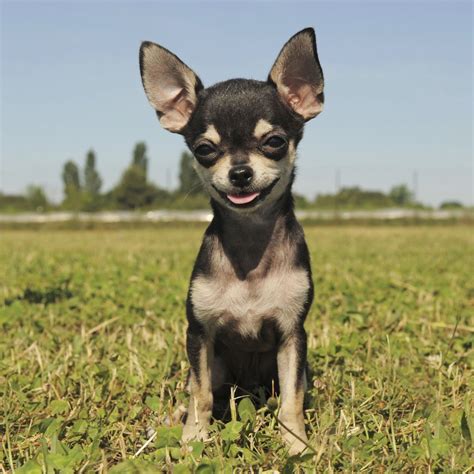 Apple Head Chihuahua Rat Terrier Mix - Pets Lovers