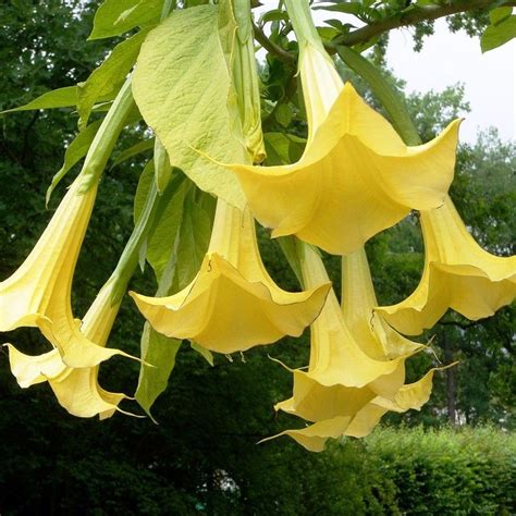 Flor Trombeta Do Diabo - Datura metel amarela "flor do diabo" ou "flor de trombeta" — Flores ...