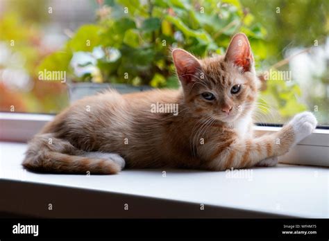 Red Haired Pussy On The Windowsill Stock Photo Alamy