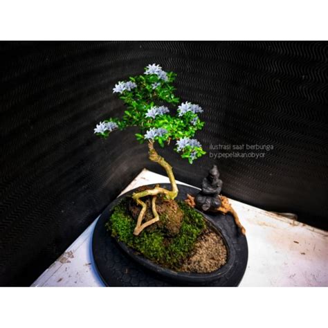 Jual Bonsai Mini Mame Serissa Japonica Super Micro Bonsai Bunjin