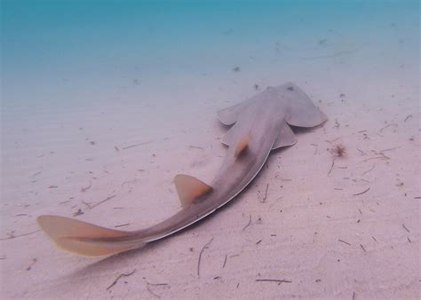 How To Swim With Leopard Sharks In La Jolla Live That Adventure