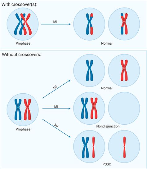 Nondisjunction Aneuploidy