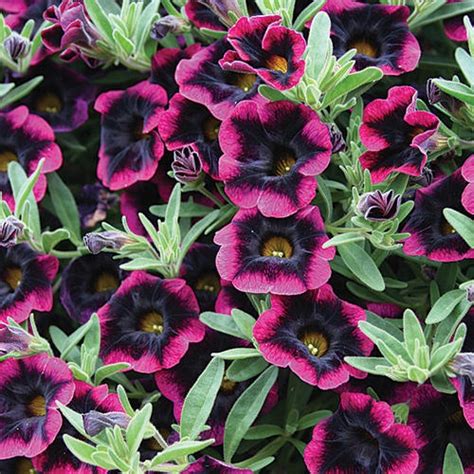 Калибрахоа ( Calibrachoa Dark Red )