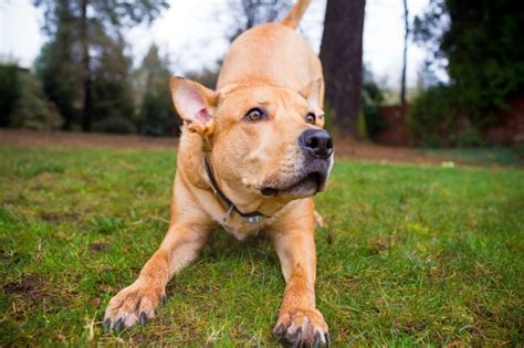 The Labrabull Labrador Retriever X American Pit Bull Terrier Mix