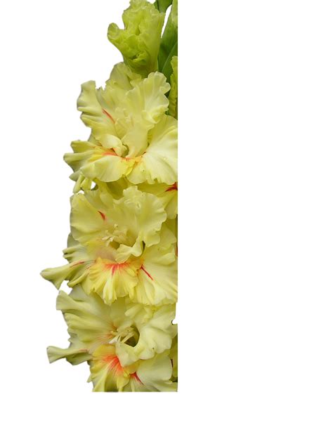 Фото гладиолусов селекции Кузнецова М.А.