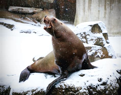 Alaska Magazine | Alaska SeaLife Center Saves Marine Wildlife