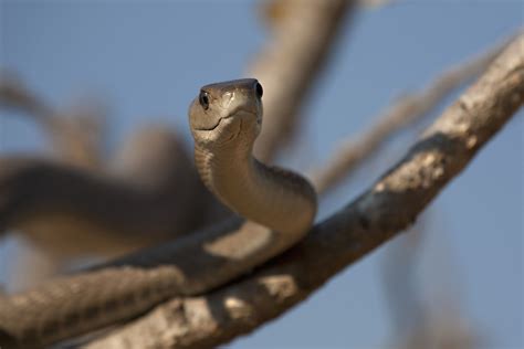 Black Mamba (Snake) Wallpapers (25 images) - WallpaperCat