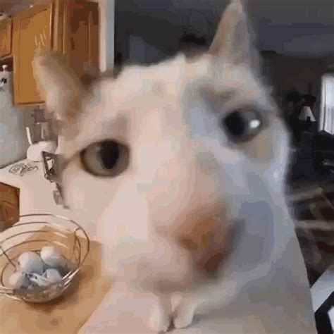 Cat Cat Discover Share Gifs