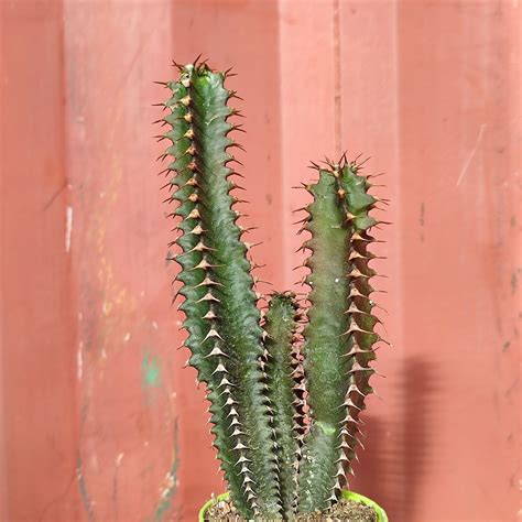 Euphorbia Canariensis Giromagi Cactus And Succulents