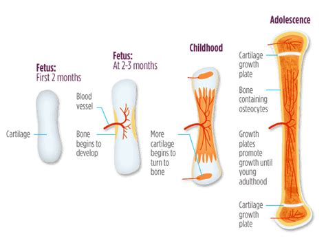 How Many Bones Does a Baby Have? - Wifes Choice