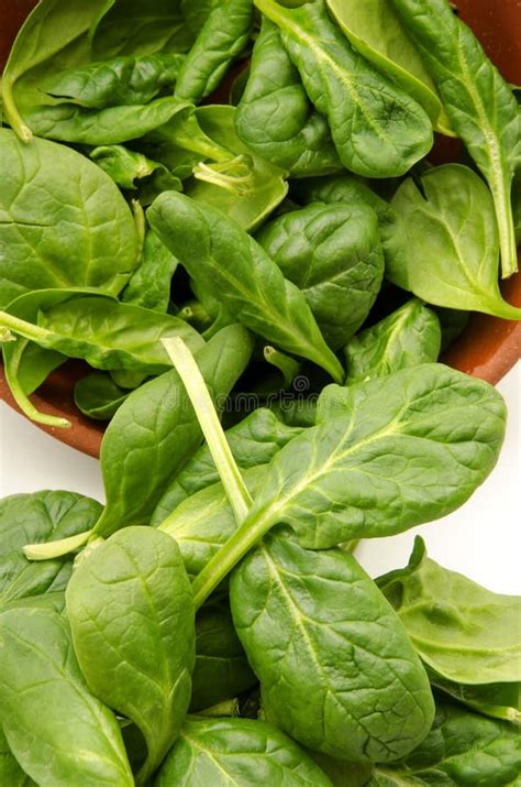 Spinach Stock Photo Image Of Salad Health Leaves Leaf 43825578