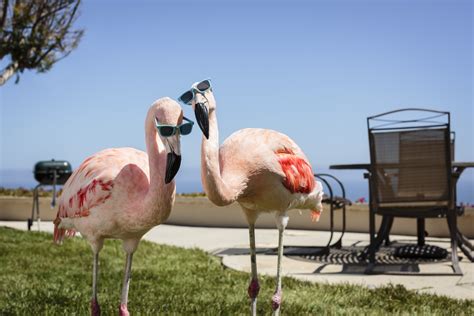 Naked Turtle My Friends Call Me Anf