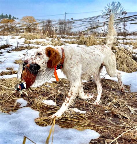 Bird Dog Training Upland Bird Ranch