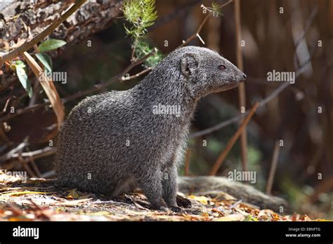 Cape Grey Mongoose Galerella Pulverolenta Sitting On The Ground