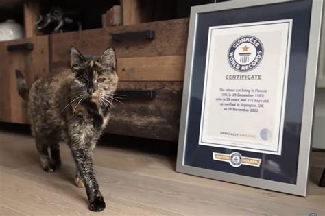 Flossie The Oldest Living Cat Moggyblog