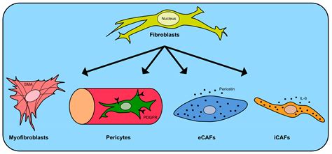 Ijms Free Full Text Cancer Associated Fibroblast Heterogeneity And