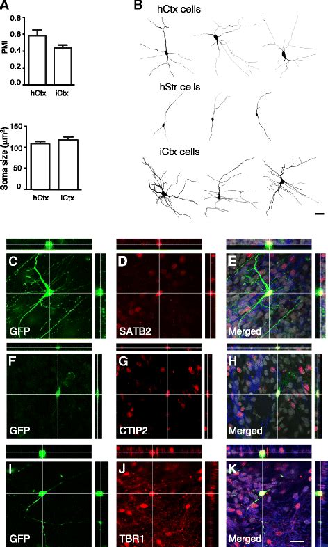 Human Cortical Pyramidal Shaped Neurons Are Induced By Bmf Combination