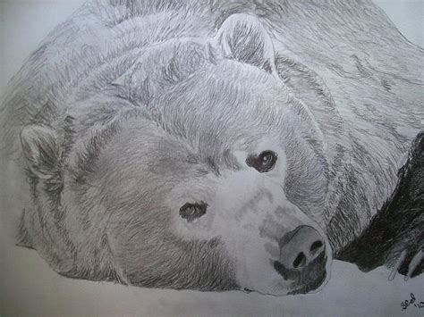 Grizzly Bear Original Pencil Sketch by Pigatopia Drawing by Shannon ...