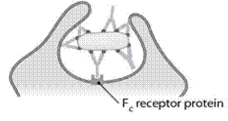 Ch. 17: Innate Nonspecific Host Defenses Flashcards | Quizlet