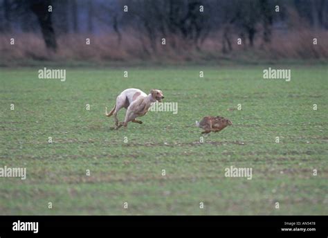 Hare coursing hi-res stock photography and images - Alamy