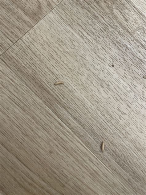 Nude Looking Caterpillar R Whatsthisbug