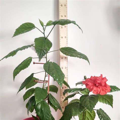 Я НЕ ТОЛЬКО ШЬЮ 📏 Очень давно я собиралась купить метровую линейку, для ...