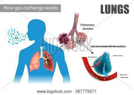 How Gas Exchange Vector & Photo (Free Trial) | Bigstock