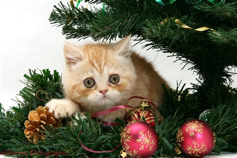 Ginger kitten playing with a Christmas tree photo WP18104