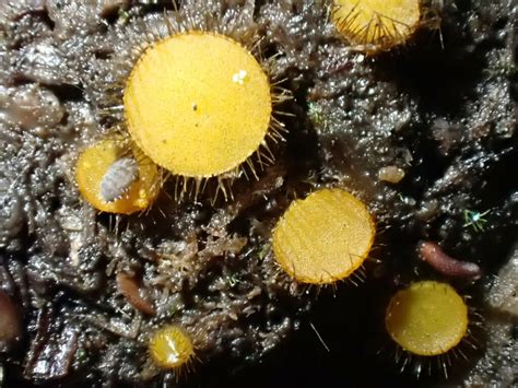 Cheilymenia Stercorea The Ultimate Mushroom Guide