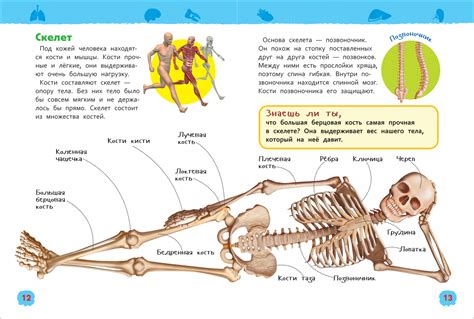 Книга Тело человека. Энциклопедия для детского сада. - Knigoteka.com.ua