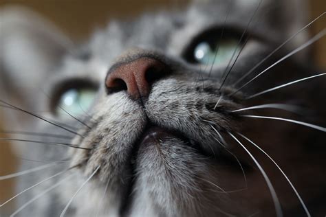 Upper Respiratory Infections In Cats And Kittens Hubpages