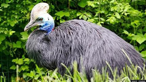 Cassowary World S Most Dangerous Bird Raised By Humans Years