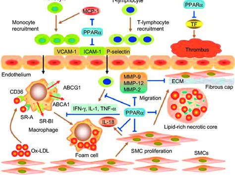 Activation Of Ppar Inhibits Multiple Steps In The Development And