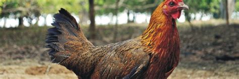 darag chicken arca del gusto slow food foundation