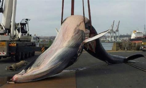 Au Havre La Jeune Baleine à Fanons Dérivait Malade Depuis Plusieurs