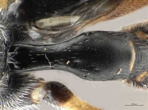 Diadegma Species Waspweb