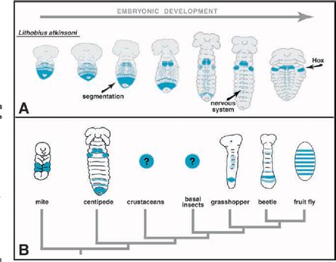 Figure 1 From Exploring The Myriapod Body Plan Expression Patterns Of