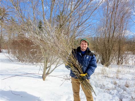 Gathering Pussy Willows The Martha Stewart Blog