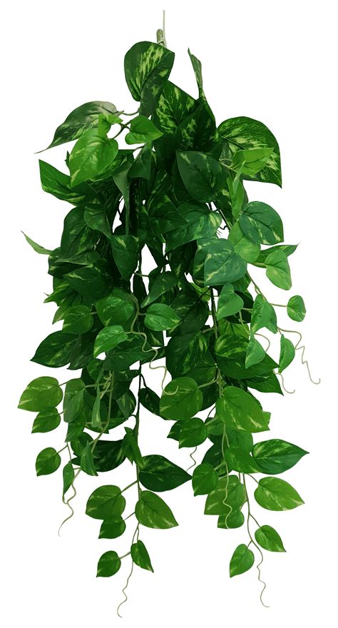 Green Plant Png Photos Png Mart