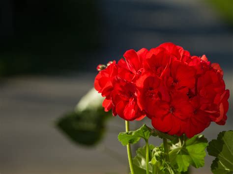 Wallpaper Red Flowers Geranium Green Leaves 1920x1440 Hd Picture Image