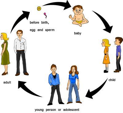 Lifecycle of a human being | Human life cycle, Cycle for kids, Life cycles