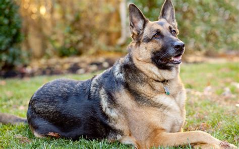german shepherd dog information facts  dogexpress