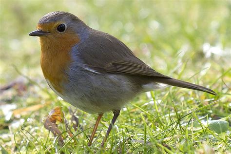 European Robin