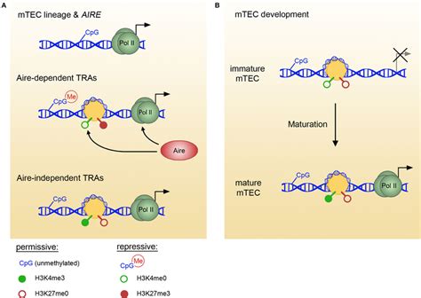 Epigenetic Marks In MTECs Vary Between TRA Pools And With MTEC