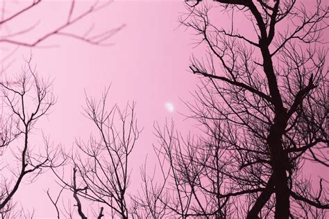 Bare Trees Against A Pink Sky With The Sun In The Distance